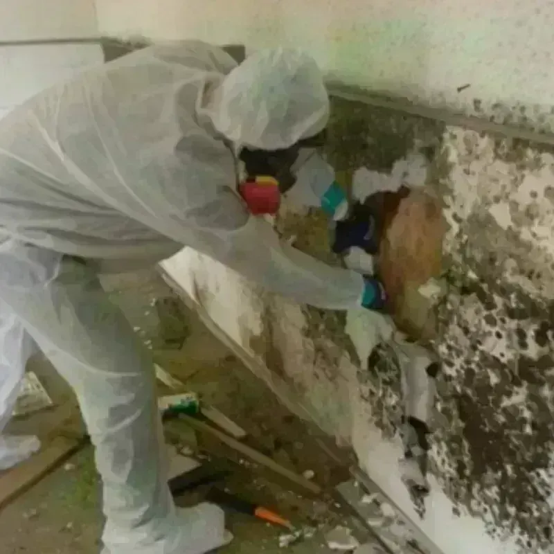 Mold Remediation and Removal in Euless, TX